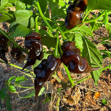 Trinidad Scorpion X Congo Chocolate - Seeds - The Pepper Pantry (Formerly Marie Sharp's)